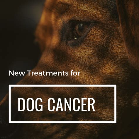 What Are The Symptoms Of Spleen Cancer In Dogs
