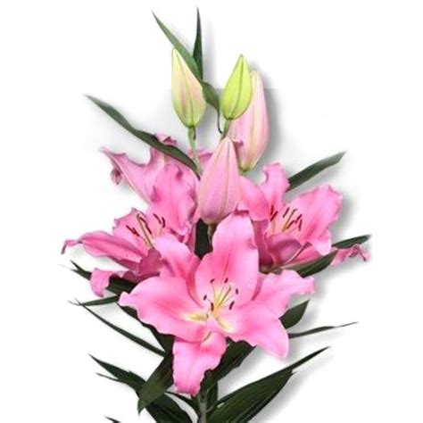 Lily Oriental Praiano Cm Wholesale Dutch Flowers Florist