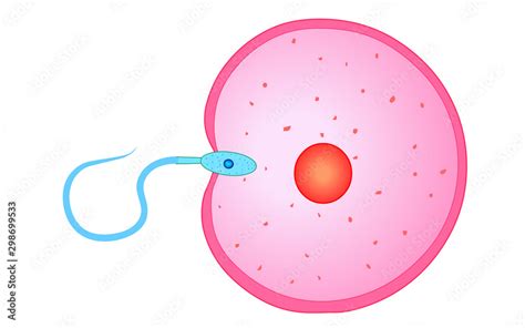 fertilizer reproduction reproductive cells sperm cell entry into the ovum egg cell