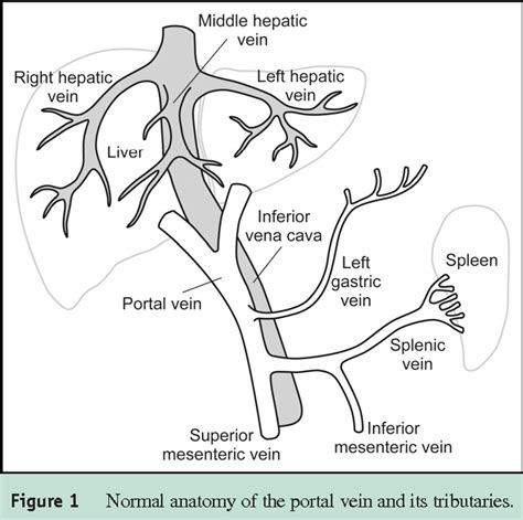 Portal Vein A Vein Carrying Blood From The Digestive Organs And