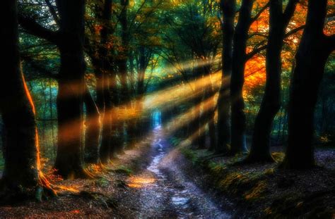 Enchanted Forest Backgrounds Free Download