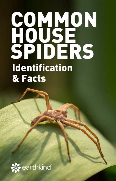 How To Identify The Different Types Of Common House Spiders