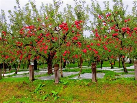 How To Grow Fuji Apple Trees