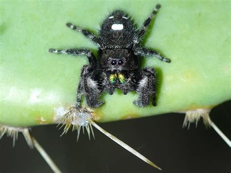 Black Spider With White Spots On Back Telegraph