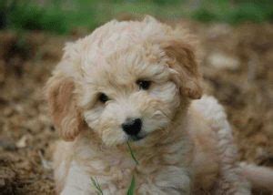 The goldendoodle is not a known biter. Top 5 Goldendoodle Breeders in Texas (2020) We Love Doodles