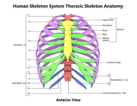 Anatomy Of The Anterior View Of The Hand And Thoracic Skeleton With Labeled Human Skeletal