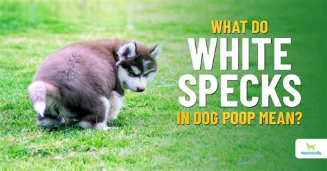 White Specks In Dog Poop Dogs Naturally
