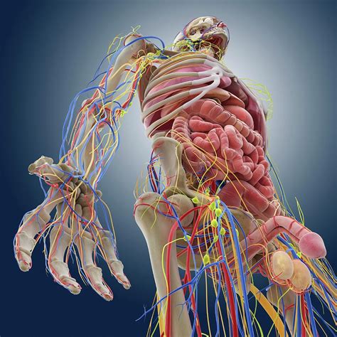 Human Anatomy Photograph By Springer Medizinscience Photo Library Pixels