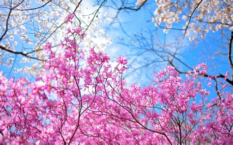 Spring Sakura Garden In Kyoto Papel De Parede Para Celular Para 2560x1600