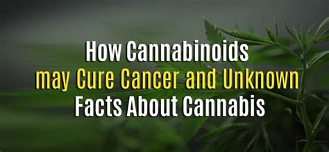 How Cannabis May Cure Cancer Infographic
