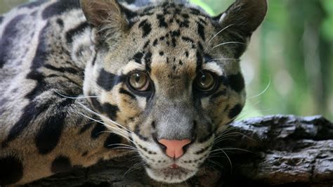 Clouded Leopard Information And Personality Facts