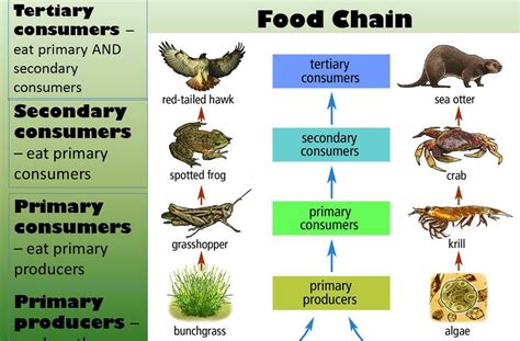 25 Unique Food Chain Primary Consumer