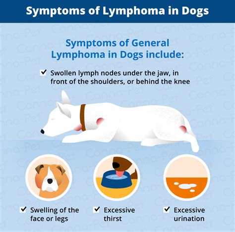 Top 10 T Cell Lymphoma In Dogs Life Expectancy You Need To Know