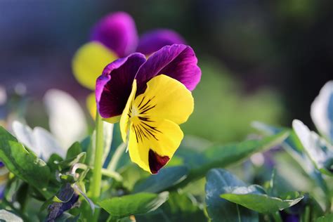 3840x2160 Resolution Purple And Yellow Petaled Flower In Closeup