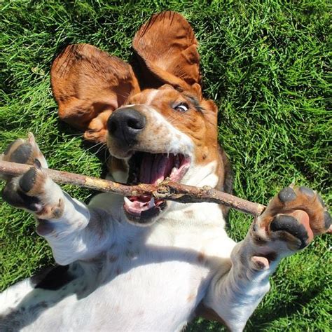 12 Signs You Are A Crazy Basset Hound Person The Paws
