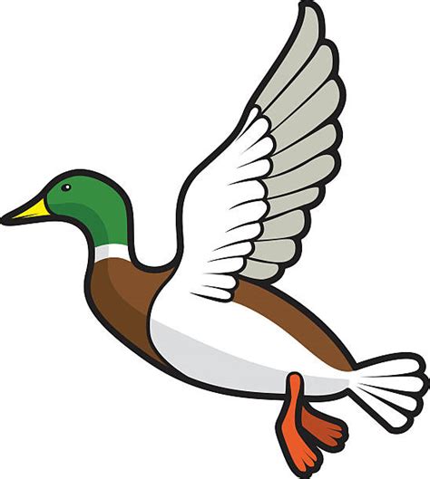 Mallard Duck Clip Art Vector Images And Illustrations Istock