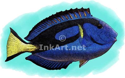 Full Color Illustration Of A Blue Tang Paracanthurus Hepatus