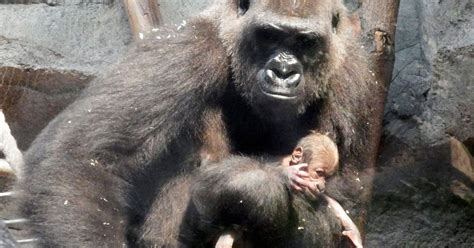 Heartbroken Gorilla Refuses To Let Go Of Dead Baby Because She Cant