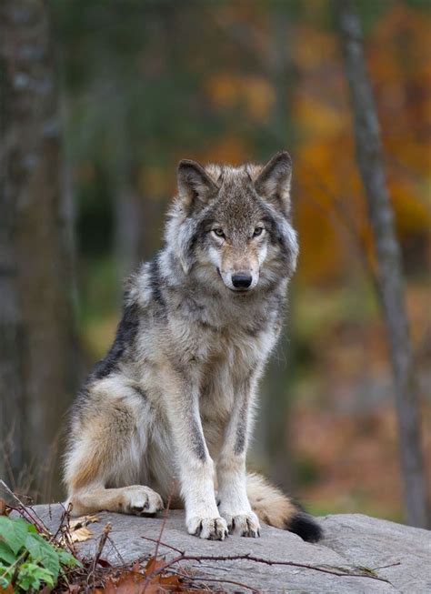 322 Best Images About The Mysteries And Beautiful Wolf On