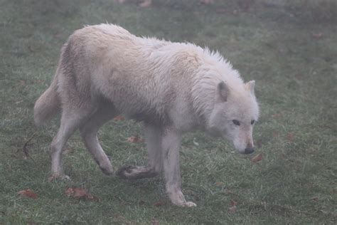 Gray Wolf Stock 32 White Wolf In Fog By Hotnstock On Deviantart