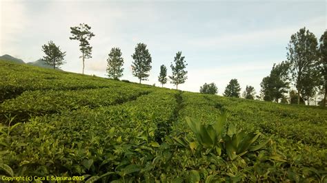 Maybe you would like to learn more about one of these? Jalan-jalan Ciater : Kebun Teh & Gepuk Abon