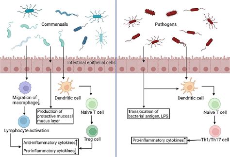 Frontiers The Complex Link And Disease Between The Gut Microbiome And The Immune System In Infants