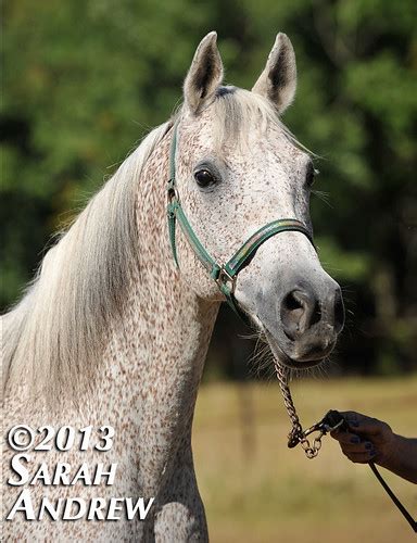 THREE horses available for adoption through Atlantic ...