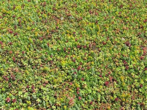 Sedum Seeds Roof Garden Mix Stonecrop Succulent Groundcover In 2021