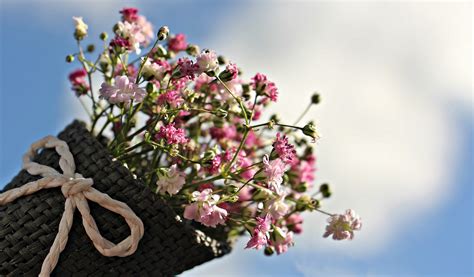 Free Images Tree Nature Branch Blossom Light Sky Sunlight Leaf