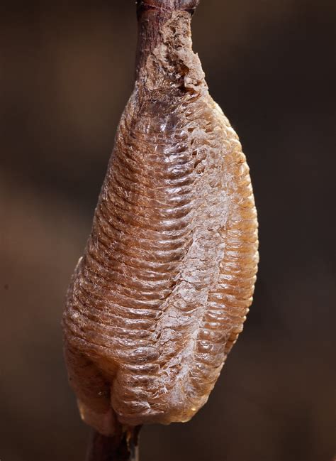 Mantis Egg Case Two Different Mantis Egg Cases Ootheca A Flickr
