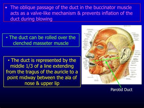 Ppt The Parotid Region Powerpoint Presentation Free Download Id659390