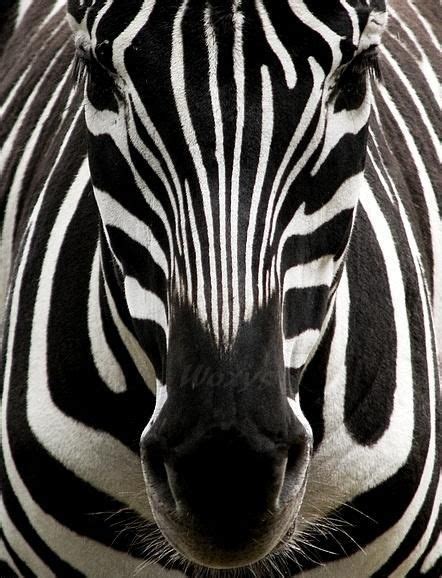 Ranbagley Zebra Beautiful Wild Animals Animals Zebras Animals