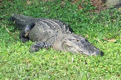 Alligator Weighing About 750 Pounds Removed From Florida Parking Lot