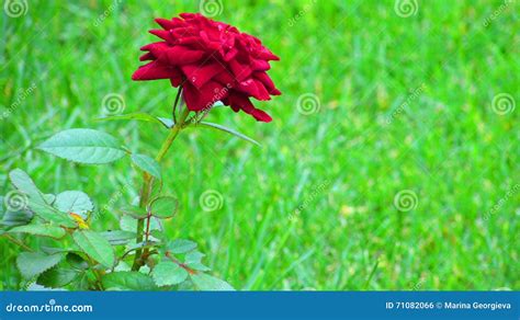 Lonely Rose Stock Photo Image Of Garden Home Landscapes 71082066