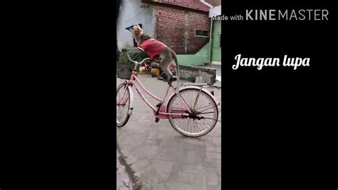 Video Lucu Monyet Naik Sepeda Besar Youtube
