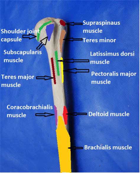 Humerus Muscle Attachments