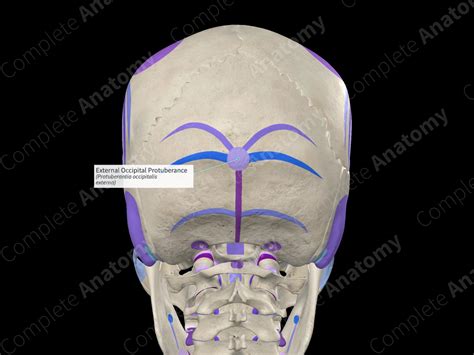 External Occipital Protuberance Complete Anatomy