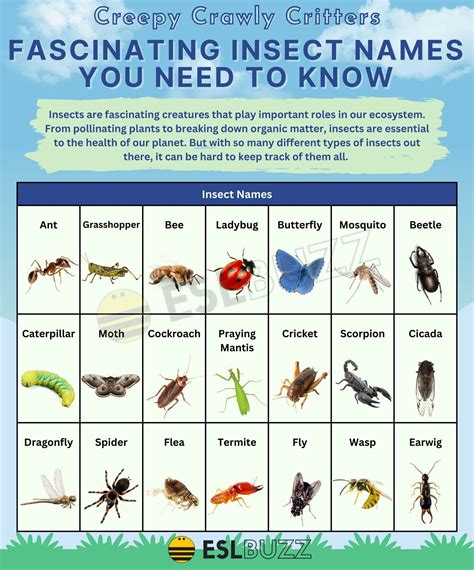 Insect Names Learn The Coolest And Weirdest Bugs Eslbuzz