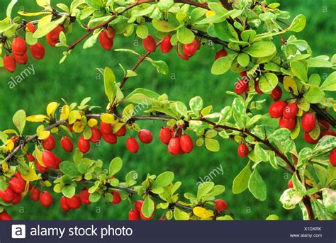 Berberis Thunbergii 'Baum' Berberitze rote Beere Beeren Frucht Früchte ...