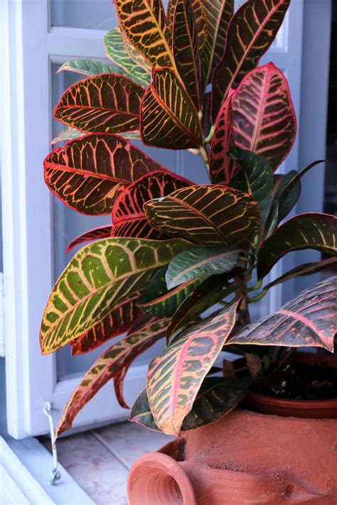 16 Indoor Plants For Sunny Spots