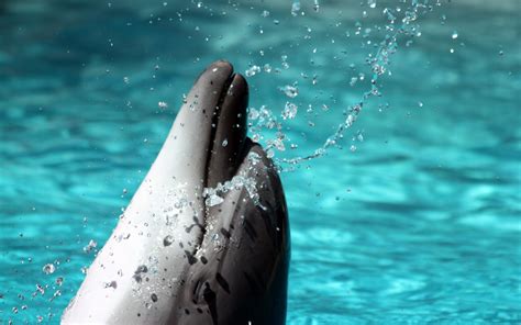 Dolphin Wallpapers Best Wallpapers