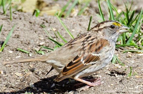 Prairie Nature Regina Backyard Birds Finches Sparrows Siskins