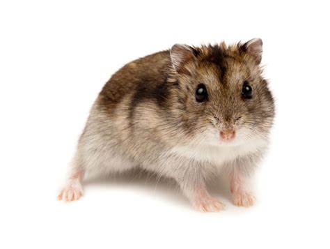 Picture Of A Winter White Russian Dwarf Hamster Robo Dwarf Hamsters