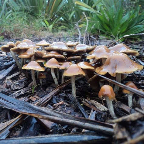 The Official New Zealand Psilocybin Mushroom Season Thread 2018