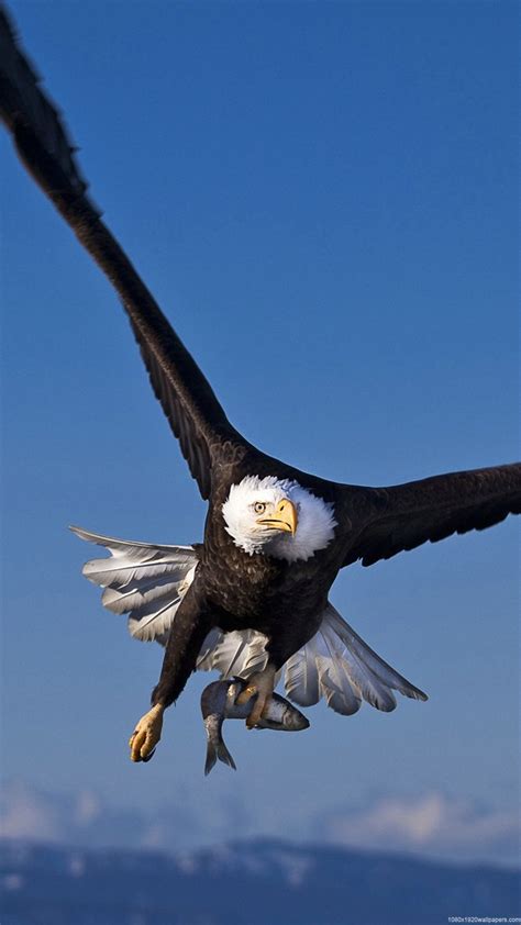 Eagle Android Wallpapers Wallpaper Cave