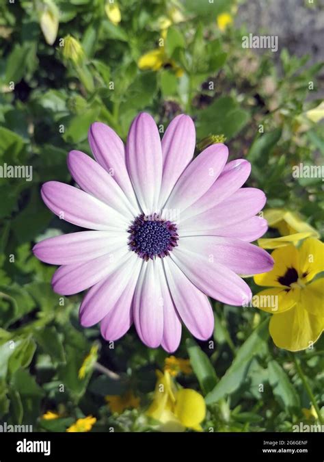 Purple And White Daisy Flower Close Up View Stock Photo Alamy