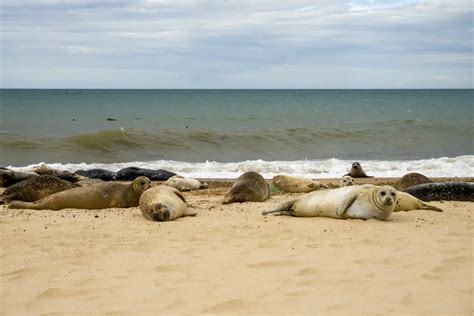 Visit The Horsey Seals An Insiders Guide To Planning Your Trip