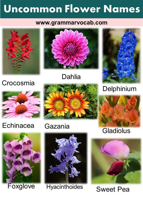 Uncommon Flower Names GrammarVocab