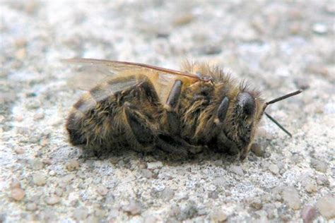 Enfermedades Más Comunes De Las Abejas 2024