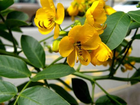 Con diversi fiori, avrete un vaso sempre fiorito! Grappoli di fiori gialli - Cassia sp , Natura nel Mondo ...